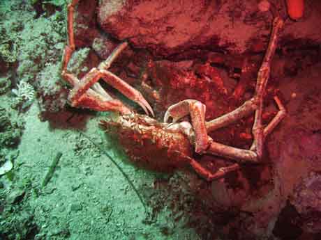 Big crab undersea